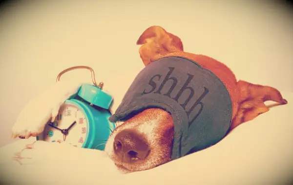 125 Citas divertidas de buenos días para comenzar su día con humor divertido y menos estrés