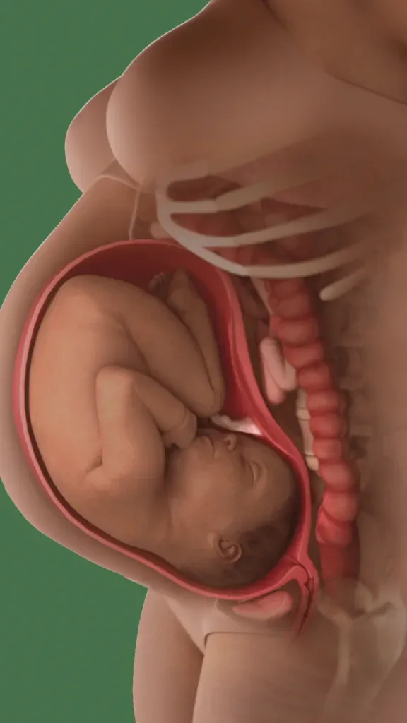 baby in womb at 38 weeks compressing bladder