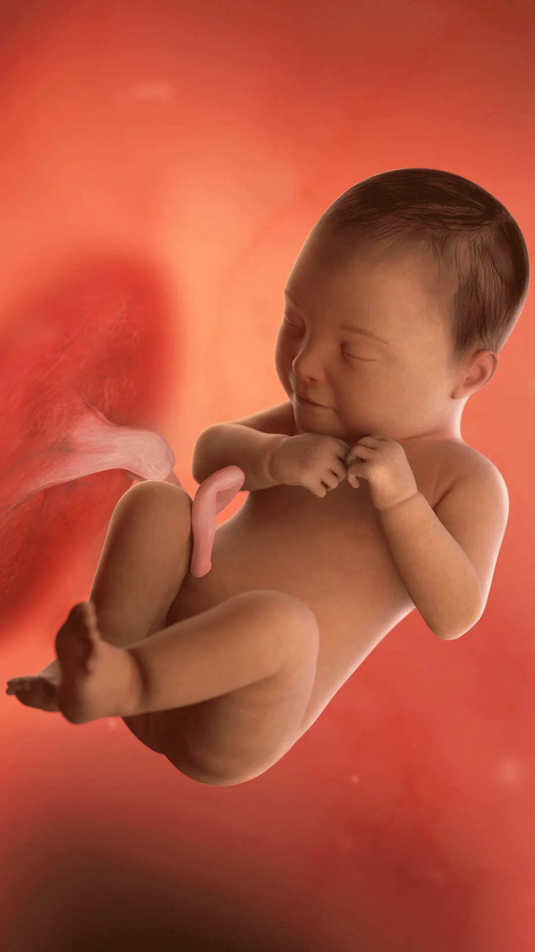 41 uger af graviditetsugen