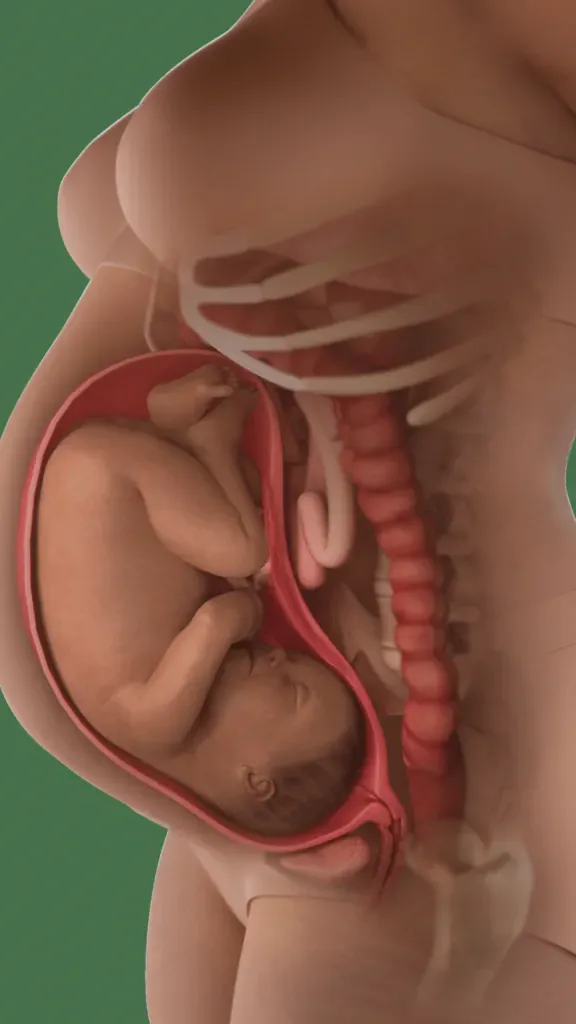 baby in womb at 35 weeks, uterus expanded to rib cage