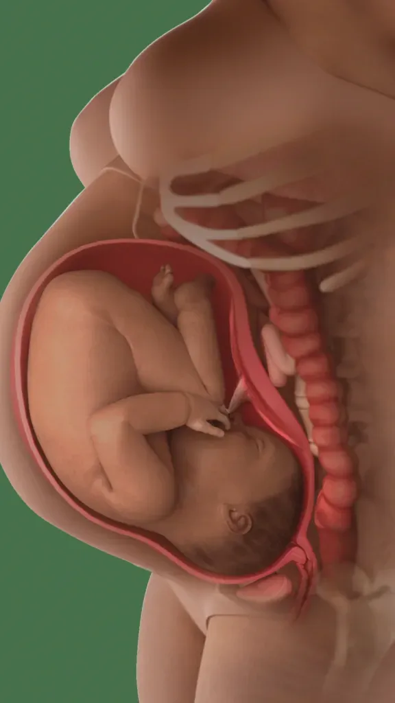 full term baby in womb at 39 weeks with cervix thinning and dilating