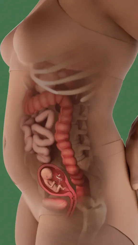 baby in womb at 15 weeks