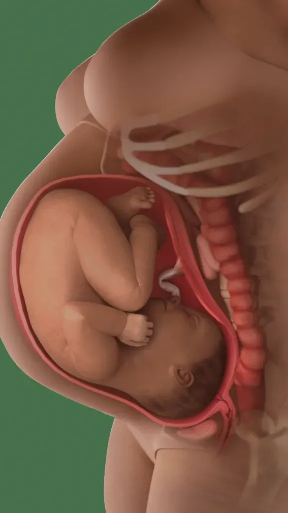 baby in womb at 40 weeks
