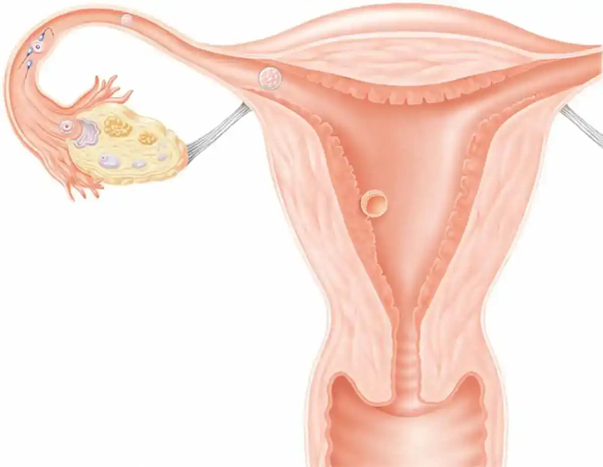 妊娠とは何ですか?