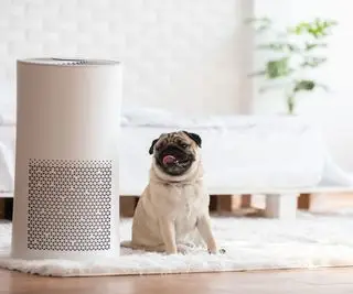 Un pug junto a un purificador de aire blanco en una habitación blanca