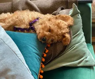 Un perro sobre los cojines del sofá con una manta detrás.