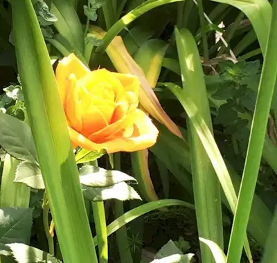 Una guía del guerrero amable para hacer un buen trabajo (parte 1)