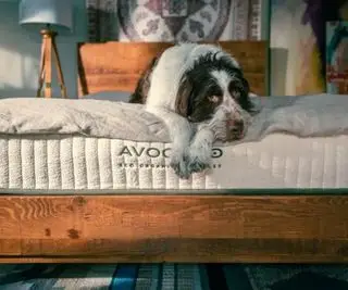 Um cachorro no colchão Avocado Green Eco Organic.