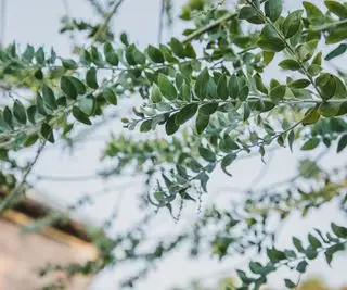 Rami di albero di eucalipto