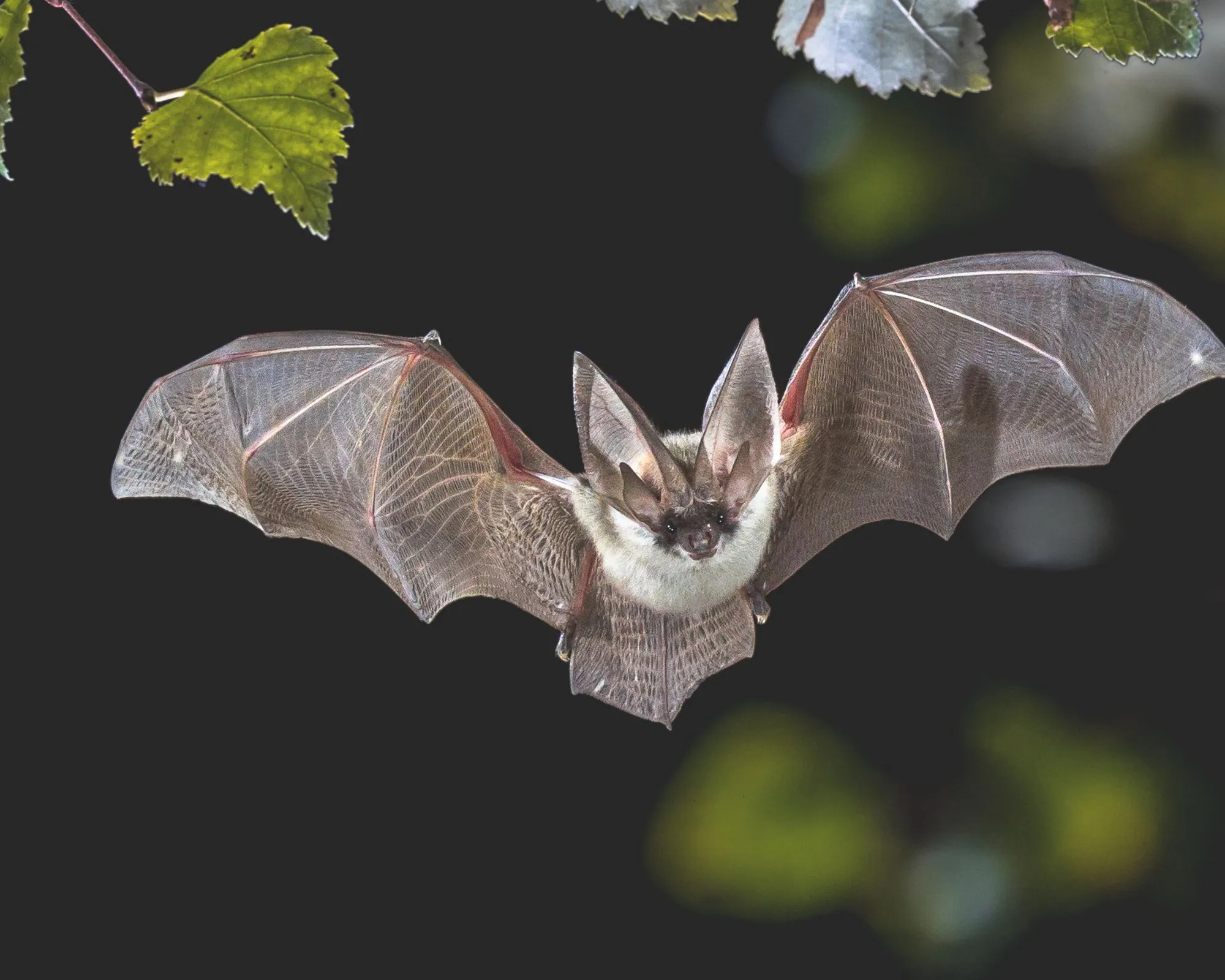Latający nietoperz z zamazanym czarnym tłem i zielonymi liśćmi.' loading='lazy' title=