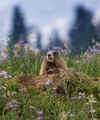 Sel d'Epsom posé sur une table en bois à côté d'une fausse plante