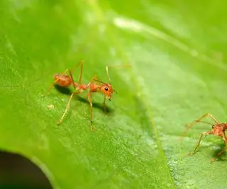 Un gros plan de deux fourmis rouges sur une feuille verte