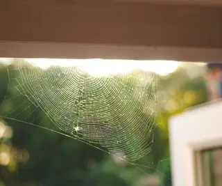 'Det er ikke effektivt' – edderkoppavskrekkende trikset som skadedyrbekjempere sier å unngå