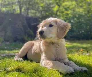 cachorro de golden retriever en un césped