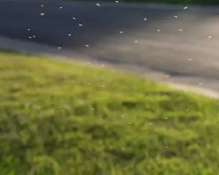 Je suis un professionnel de la lutte antiparasitaire : voici comment me débarrasser définitivement des parasites