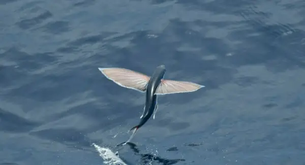 Simbolismo del pez volador