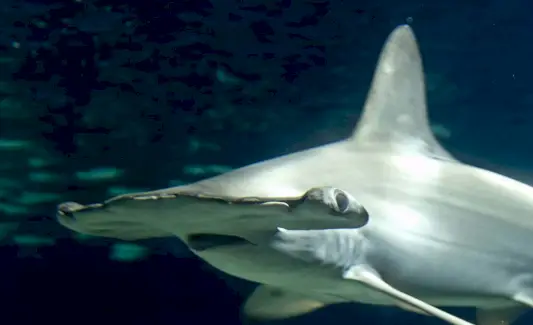 Hammerhajsymbolik og budskaber