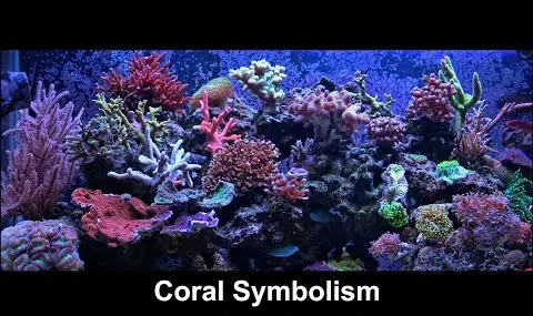 サンゴの象徴性