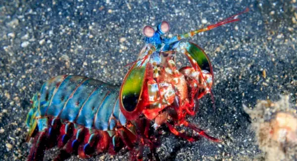 Symbolisme, rêves et messages des crevettes