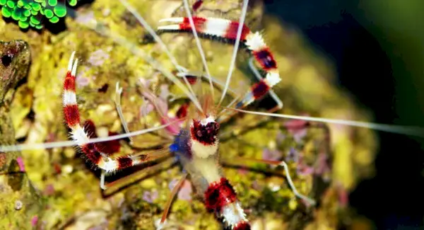 Symbolisme des crevettes