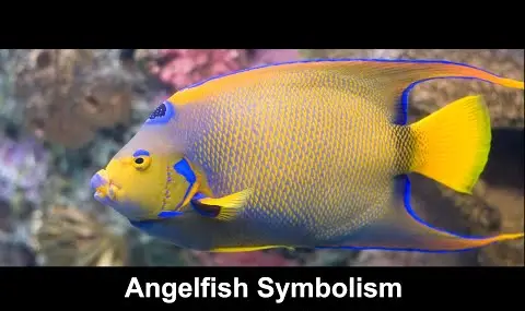 Kaiserfisch-Symbolik