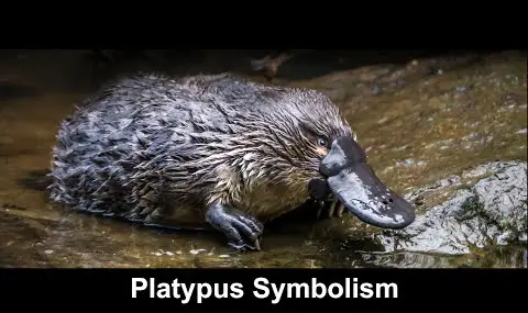 カモノハシの象徴性