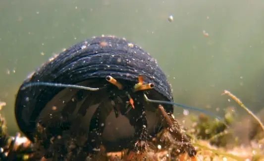 Einsiedlerkrebs-Symbolik