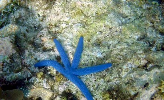 ヒトデの象徴性