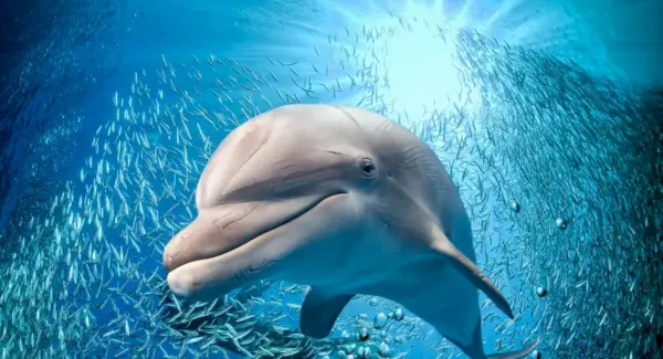 イルカの象徴性