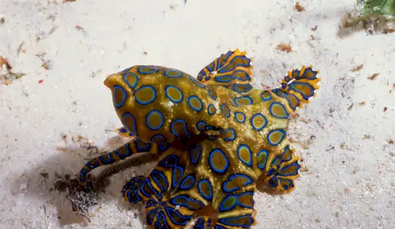 Oktopus-Symbolik, Oktopus-Bedeutung, Oktopus-Totem, Oktopus-Traum und Botschaften