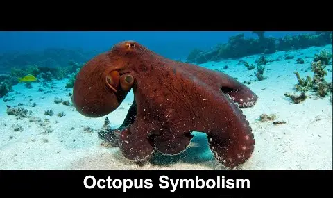 Oktopus-Symbolik
