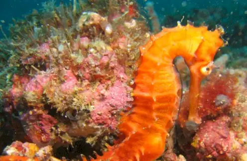 סמליות של סוס ים