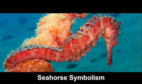 סמליות של סוס ים