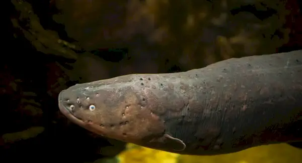 סימבוליזם צלופח חשמלי