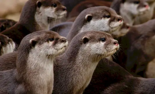 Simbolismo de la nutria