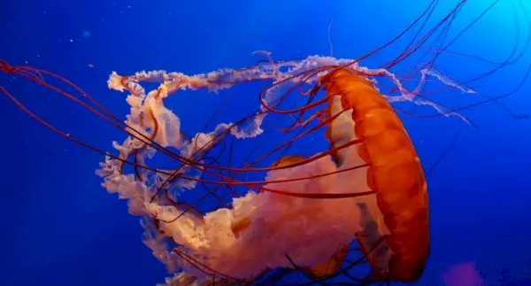 クラゲの象徴、クラゲの意味、クラゲのトーテム、クラゲの夢、メッセージ