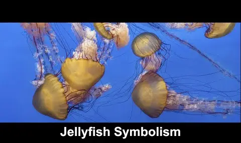クラゲの象徴性