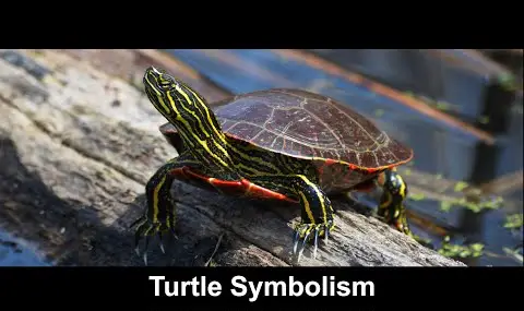 Skildpadde symbolik
