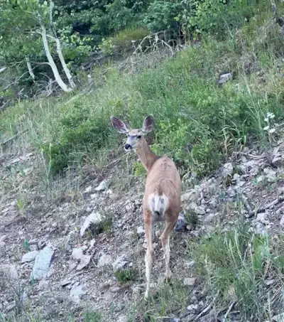 14 façons de se débarrasser des piqûres de moustiques sans acheter juillet