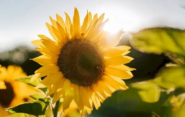 Wie man glücklich ist: Meine 10 Geheimnisse, um sich glücklicher zu fühlen