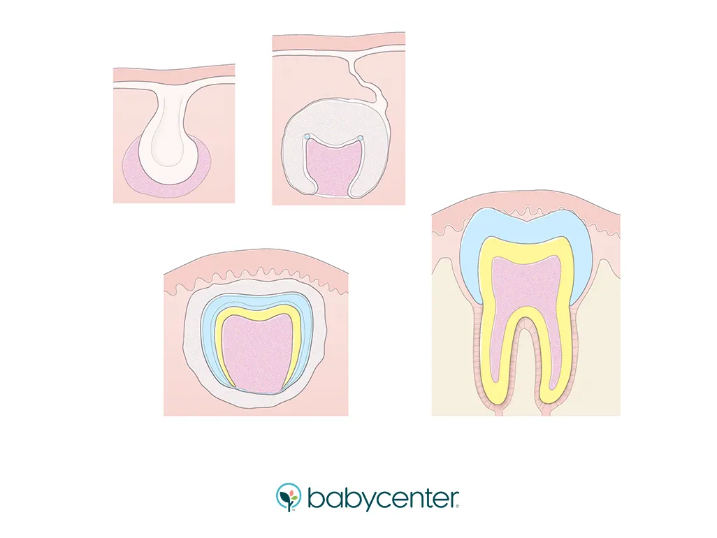 Hvordan utvikles tennene til barnet ditt?